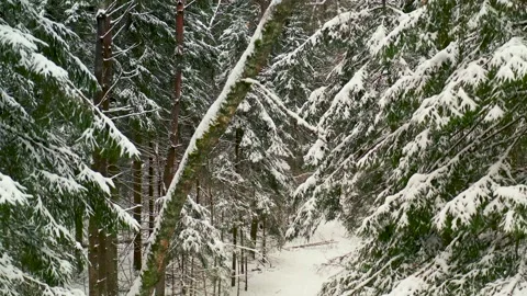 Drone view of snowy forest in winter Video stock 164604309