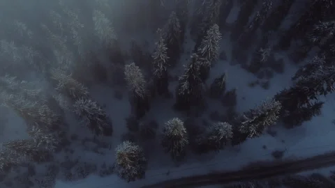 Drone view of a snowy pine forest in the Carpathian mountains Stock Footage 253223582