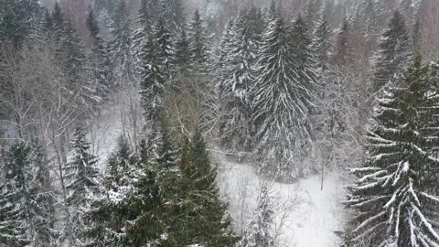 Drone view of a snowy winter forest in Estonia Stock Footage 236852669