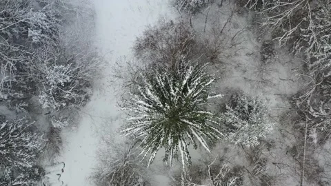 Drone view of a snowy winter forest in Estonia Stock Footage 236852704