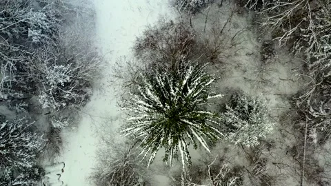 Drone view of a snowy winter forest in Estonia Stock Footage 236852705