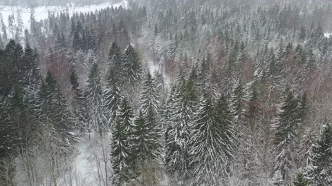 Drone view of a snowy winter forest in Estonia Stock Footage 236852724