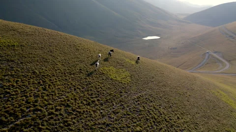Drone view of some horses grazing in campo imperatore abruzzo italy 스톡 동영상 264000632