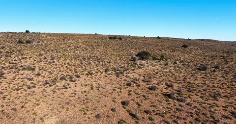 Drone View of Springbuck Crossing the Arid Karoo Landscape, South Africa Stock Footage 341515667