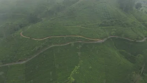 Drone View of Sri Lanka's Beautiful Tea Plantations in Nuwara Eliya" Stock Footage 215984787