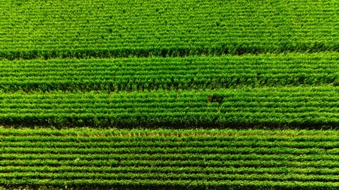 Drone view of striped wheat field texture, Bulgaria Stock Footage 339010133