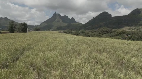 Drone view of sugar cane field and Pieter Both, Long Mountain, Vallee du 스톡 동영상 273597377