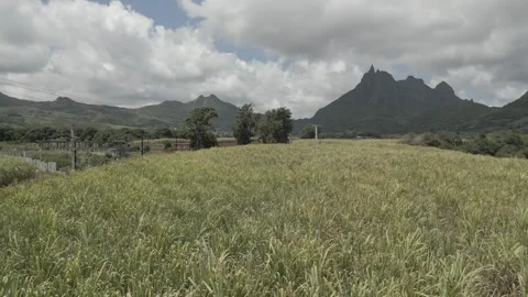 Drone view of sugar cane field and Pieter Both, Long Mountain, Vallee du Stock-Footage 273597447
