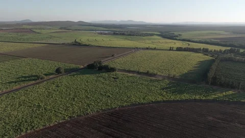 Drone view of Sugarcane farms in a patchwork quilt, divided by a main road Stock Footage 277784385