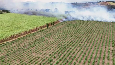 Drone View of Sugarcane Fire Advancing Through Crops During Harvest Stock Footage 307082502