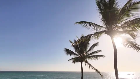 A drone view of sunlight flickering through tropical palm trees with the ocean a Stock Footage 300599598