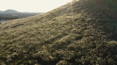 Drone view, at sunset, reeds in full bloom in the mountains. Jeju island Stock Footage 118639941