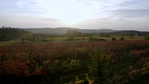 Drone view of a sunset in the vineyard in karst italy Stock Footage 263713623