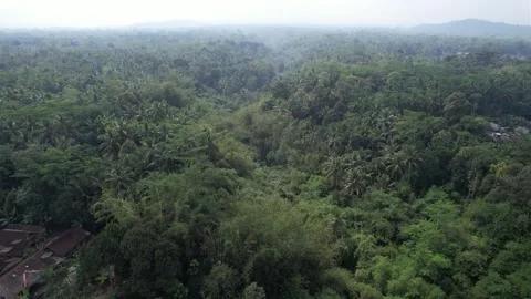 Drone view surrounding the green forest Stock Footage 261931129
