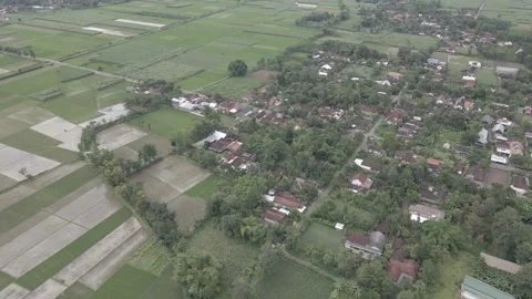Drone view surrounding settlements on the edge of rice fields Stock Footage 264245926