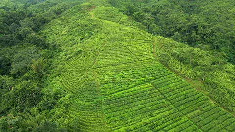 Drone View of Tea Farming Areas Displaying Orderly Crops and Expansive Rural Stock Footage 328281010