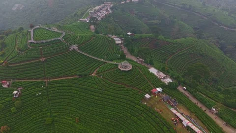 Drone view of tea garden tourism park with elevated bridge and pathways Stock Footage 339814878