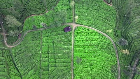 Drone View of Tea Plantation Landscape with Symmetrical Patterns Stock Footage 337834599
