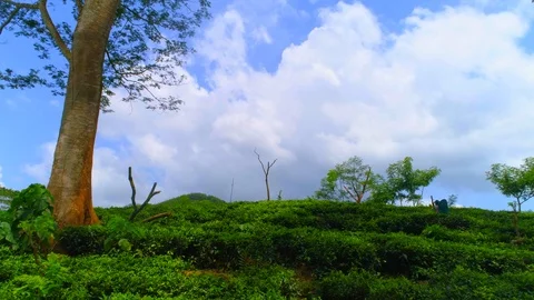 Drone View of Tea Plantations Stock Footage 107914931