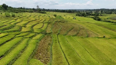 Drone view of terraced rice fields in Chu Sue, Gia Lai Province 動画素材 337404268