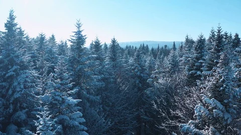 Drone view of the thick forest between wonderful mountains on warm winter day Stock Footage 107444865