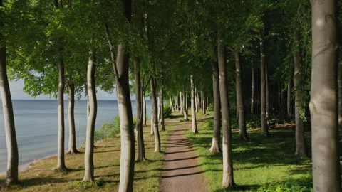 Drone View Through a Forest Stock Footage 244858066