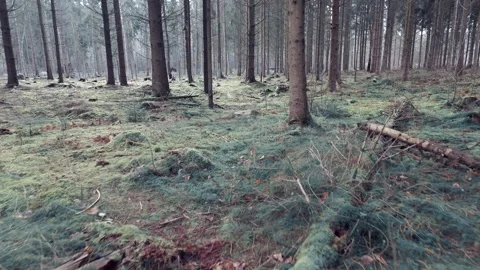 Drone view through haunted forest Stock Footage 301042855