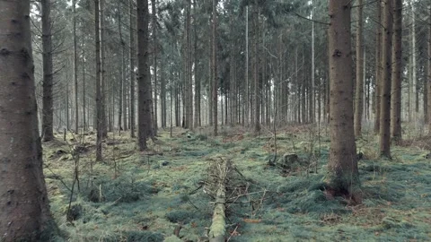 Drone view through haunted forest Stock Footage 301042918
