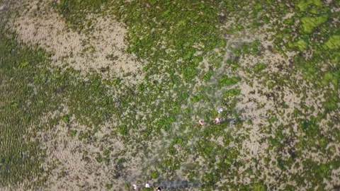 Drone view of tidal mudflats with green algae texture Stock Footage 334333036