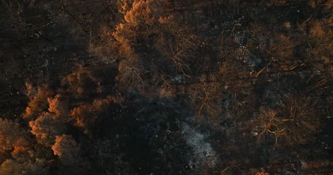 Drone view tilting up from charred trees and ash, wildfire aftermath, golden Stock Footage 345977559