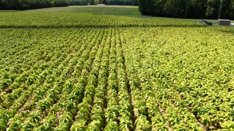 Drone View of Tobacco Crop Rows Leading to Telecommunications Cell Tower 스톡 동영상 345285732
