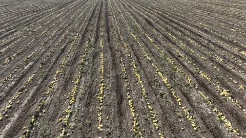Drone view top down on a field full of pumpkins ready to harvest Stock Footage 287157846