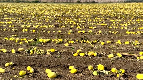 Drone view top down on a field full of pumpkins ready to harvest Stock Footage 287977429