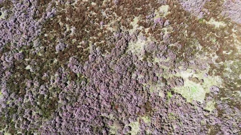 Drone view top down over heather fields 库存影片 345088260