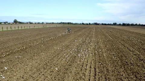 Drone view of a tractor on a field filled with birds Video stock 263714134