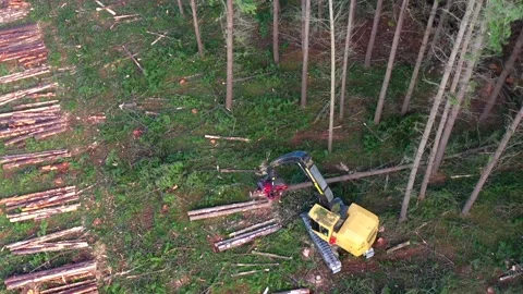 Drone view of tree being logged by machine Video stock 172559510