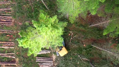 Drone view of tree being logged by machine Stock Footage 172559524