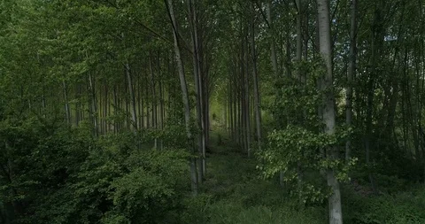 Drone view of a tree corridor inside a forest Stock Footage 111837579