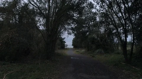 Drone view of a tree corridor inside a forest in Cantabria, Spain Stock Footage 111953481