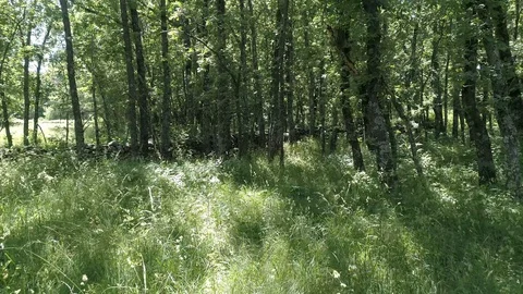 Drone view of a tree corridor inside a forest in Madrid, Spain (2) Stock Footage 111953497