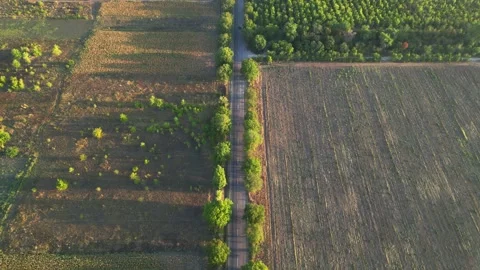 Drone view of tree lined country road and farmland at sunset 스톡 동영상 319502230