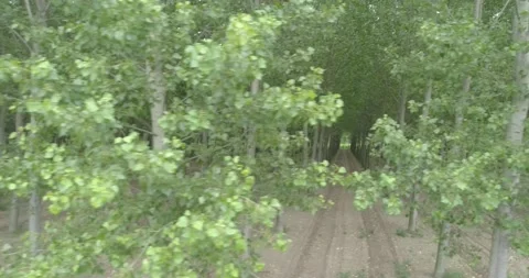 Drone view of the trees, 4k Video stock 138646910