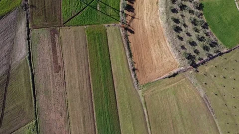 Drone view of trees and crops on fertile and cultivated fields on a sunny day Stock Footage 169544293