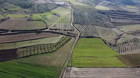 Drone view of trees and crops on fertile and cultivated fields on a sunny da Stock Footage 169544322