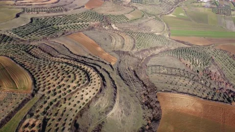 Drone view of trees and crops on fertile and cultivated fields on a sunny day Stock Footage 169544441
