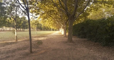 Drone view trees in autumn forest Stock Footage 124385567