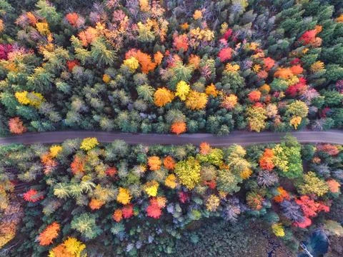 A drone view of the trees changing colors during Autumn in Grayling, Michig.. Stock Photos