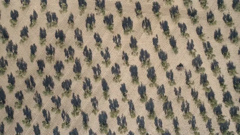 Drone view of trees on dry fields in Spain Stock Footage 112301261