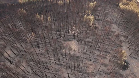 Drone view of trees turned into ash because of forest fires. Stock Footage 160850309