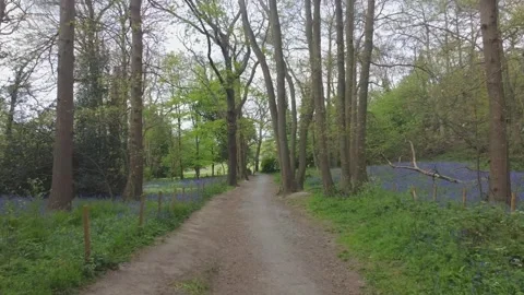 Drone view of trees in the woods Stock Footage 253551747